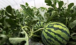 杭州路边免费吃瓜,免费吃瓜成新风尚，共享清凉好时光